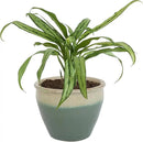 Sunnydaze Chalet Large Ceramic Plant Pot - Round Outdoor Glazed Ceramic Planter Pot with Drainage - Seafoam - 14.5" by CozyNest Decor