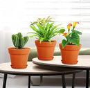 4 inch Small Plastic Nursery Pots, Seedling Pots, 16 Pack Plant Pots for Indoor Outdoor Plants, Flower Pots with Drainage Holes and Saucers, Decorative Planters for House Plants, Terracotta by GreenHaven Gardens