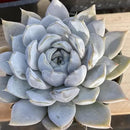 Live Succulents Echeveria Snow Bunny (4-inch), Succulent Plants Fully Rooted in Pots with Soil, Easy-Care House Plant for DIY, Home Office Decor, Wedding Party Favor by GreenHaven Gardens