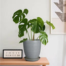 8 Inch Plant Pot Ceramic Planter Pot with Drainage Hole and Saucer Modern Round Flower Pot for Indoor Plants Light Gray by GreenHaven Gardens