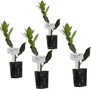 Mediterranean Bay Leaf, Bay Laurel Live Plant. Standard Variety - Laurus Nobilis. Live Plant. Fragrant, Fresh, Edible. Best for Ground Planting Outdoor. (4 Bay Laurel Plants in Cup) by GreenHaven Gardens