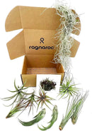 Live Air Plants - Tillandsia Gift Box TOR Variety Pack - 10 Count Large, 4-10 inches – Live Indoor Plants & Live 15 inch Spanish Moss – Live Plants for Home décor, Live Arrival Guaranteed by GreenHaven Gardens