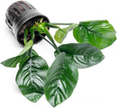 Anubias Live Aquarium Plants - Potted Freshwater Plant for Fish Tanks, Terrariums - Beginner Friendly Low Light (Barteri Butterfly, 3 Pots) by GreenHaven Gardens