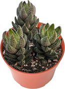 Live Succulents Haworthia coarctata f. chalwinii (4-inch), Succulent Plants Fully Rooted in Pots with Soil, Easy-Care House Plant for DIY, Home Office Decor, Wedding Party Favor by GreenHaven Gardens