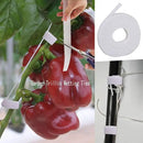 All-Weather Trellis Netting Mesh Plant Garden Vine Growing Flexible String Net (6" Mesh ployester, 5' Wx 30'L) by GreenHaven Gardens