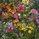 Outsidepride Low Growing Wildflower Seeds - 5 lbs Dwarf, & Short, Diverse Perennial & Annual Wild Flower Seed Mix with Long Bloom Season for Colorful Display That Thrives on All States by GreenHaven Gardens