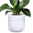 D'vine Dev 8 Inch Design Self Watering Planter for Indoor Plants, White Terracotta Pots with Cylinder Glass Cup, 37-X-C-2 by GreenHaven Gardens
