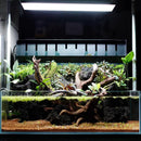 Anubias Live Aquarium Plants - Potted Freshwater Plant for Fish Tanks, Terrariums - Beginner Friendly Low Light (Congensis, 1 Pot) by GreenHaven Gardens