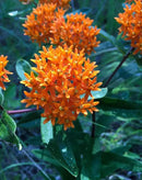 32 Live Butterfly Milkweed Plants (Asclepias tuberosa) Perennial Wildflowers from My Home Park – Individually Potted in 4” Pots – 4–8” Tall on Arrival – Not Seeds – Blooms in Mid-Summer – Zones 4-8 by GreenHaven Gardens