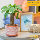 Costa Farms Money Tree, Small Easy to Grow Live Indoor Plant, Live Houseplant in Indoor Plant Pot, Bonsai Potted in Potting Soil, Birthday, Housewarming, Tabletop and Office Home Decor, 10-Inches Tall by GreenHaven Gardens