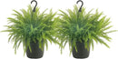 Costa Farms Ferns (2 Pack), Live Premium Boston Fern Plants in Hanging Basket Planters, Houseplants Potted in Soil Potting Mix, Outdoor Garden Gift, Beautiful Home Patio Décor, 16-Inches Tall by GreenHaven Gardens