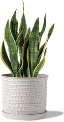 8 Inch Plant Pot: Ceramic Planter with Drainage Hole & Saucer - Cream White Flowerpot for Indoor & Outdoor Plants - with Separate Tray for Home & Office - Wave Embossed Design by GreenHaven Gardens