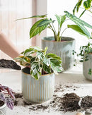 LE TAUCI Ceramic Planters, Set of 3 Plant Pots for Indoor Plants, 8.3+6.9+5.7 inch Flower Pots with Drainage Holes, Large Cylinder Planters Pot for Outdoor Indoor House Plants, Glaze Blue Gray by GreenHaven Gardens