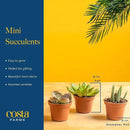 Costa Farms Succulents (6 Pack), Live Mini Succulent Plants, Grower's Choice Live Houseplants, Potted in Nursery Plant Pots, Potting Soil, Gift for Bulk Baby Shower, Bridal Shower, DIY Room Decor by GreenHaven Gardens