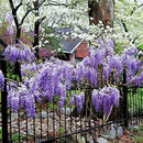 Blue Moon Wisteria Vine - Massive Foot Long Fragrant Flowers - Attract Hummingbirds - 2 - Year Plant by GreenHaven Gardens