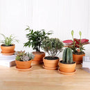 INGOFIN 5 Inch Terracotta Shallow Pots Set with Saucer - Ceramic Clay Pots with Drainage Hole, Terra Cotta for Plants for Indoor Outdoor Plants, Set of 6 by CozyNest Decor