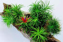 8 Air Plants, Tillandsia Air Plants Live Houseplants for Garden, Red Lonantha Tillandsia Plant, Air Plant by GreenHaven Gardens