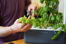 Click & Grow Indoor Herb Garden Kit with Grow Light | Smart Garden for Home Kitchen Windowsill | Easier Than Hydroponics Growing System | Vegetable Gardening Starter (3 Basil Pods Included), Grey by GreenHaven Gardens