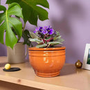 African Violet Pots Self Watering Round Ceramic Violet Pot (Orange, 6 inch) by GreenHaven Gardens