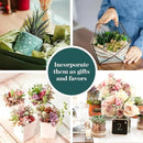 Shop Succulents Unique Succulent Plant Pack Collection - Live Mini Succulent Plants, Low Maintenance, Exceptional Colors & Textures - Wedding and Party Favors, Gift & Garden, Pack of 12 by GreenHaven Gardens