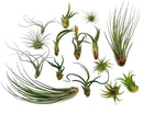 Live Air Plants - Tillandsia Variety, Regular 1-3" - 15ct - Live Arrival Guaranteed, House Plants for Home Decor & Gift by GreenHaven Gardens