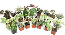Altman Plants Live Houseplants (12PK), Indoor Plants for Delivery Prime, Live Plants and Gardening Gifts for Plant Lovers, Planters for Indoor Plants with Potting Soil, Live House Plants Indoors Live by GreenHaven Gardens