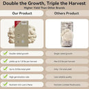 inbloom Large Organic Lion's Mane Mushroom Growing Kit (4 lbs) – Double-Side Growth, Edible Non-GMO Mushroom Kit, Beginner-Friendly, Harvest Mushrooms at Home, Indoor Gardening Gift for Adults by GreenHaven Gardens