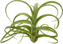 Live Air Plants - Tillandsia Curly Slim Jumbo – 1 Count 5-9 inches – Ideal for Gifts & Presents, Live Indoor Plants & Live House-Plants – Live Plants for Home décor, 30 Day Guarantee by GreenHaven Gardens