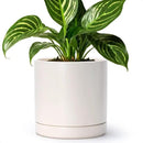 D'vine Dev 8 Inch Ceramic Planter Pot with Drainage Hole and Saucer, Indoor Cylinder Round Planter Pot, Oatmeal, 94-O-D-8 by GreenHaven Gardens