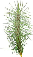 Air Plants - Colombian Tillandsia Funckiana, Large 5" - 1ct - Live Arrival Guaranteed - House Plants for Home Decor & Gift by GreenHaven Gardens