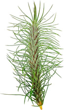 Air Plants - Colombian Tillandsia Funckiana, Large 5" - 5ct - Live Arrival Guaranteed - House Plants for Home Decor & Gift by GreenHaven Gardens