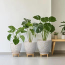 10 Inch Ceramic Planter Pot Large Plant Pot for Indoor Plants Outdoor Round Flower Pot with Drainage Hole and Saucer for Home Garden Decor White by GreenHaven Gardens