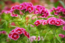Set of 1000 Assorted Valley Green Flower Seed Packets! Flower Seeds in Bulk - 20+ Varieties Available! (1000) by GreenHaven Gardens