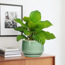 G EPGardening Ceramic Plant Pot - 7 Inch Ceramic Planter for Indoor Outdoor Plants, Flower Pot with Drainage Hole and Tray, Modern Round Planter, Plants Lovers Gifts, Home Garden Decor, Green by GreenHaven Gardens