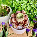 FWPP Live Succulent Plants Echeveria Mountain Rose,Mini 3 Inches Succulents Live House Plants,Bare Root Without Pot Soil,Live Plants Indoor for Gift Party Wedding Garden Baby Shower DIY Decor by GreenHaven Gardens