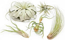 5 Pack of Large Tillandsia Air Plants - Xerographica, Juncea, Bulbosa, Caput Medusae & Harrisii- Live Succulent House Plants Availabe in Wholesale and Bulk - Easy Care Indoor and Outdoor Plant by GreenHaven Gardens
