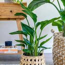 Bird of Paradise - Orange - Strelitzia Reginae. (4 Orange BoP in Cup) by GreenHaven Gardens