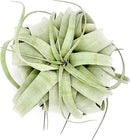 Air Plants - Tillandsia Xerographica, Large 5-7” - 10ct - Live Arrival Gauranteed - House Plants for Home Decor & Gift by GreenHaven Gardens