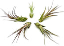 Live Air Plant – Tillandsia Capiput, Jumbo 6-9” - 5 ct - Live Arrival Guaranteed - House Plants for Home Decor & Gift by GreenHaven Gardens