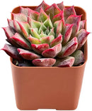 2" Rare Succulent Echeveria 'Qiandao Lake', Live Succulents Plants Fully Rooted in Grower Pots, Unique Gift for Wedding Favor, Party Favor by GreenHaven Gardens