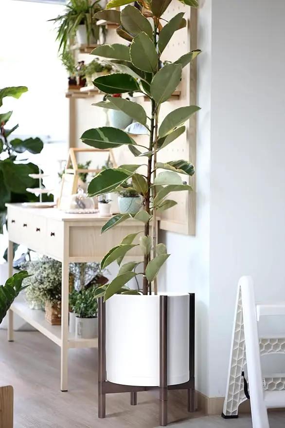 D'vine Dev Planter with Stand - 12 Inch Plastic Cylinder Flower Pot with Wood Holder for Indoor, Matte White Pot + Walnut Color Stand, 55-C-O-1, photo 7 of 7