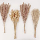 Natural Dried Pampas Grass Decor, Brown Pampas Grass， Bunny Tails Dried Flowers, Reed Grass Bouquet for Wedding Boho Flowers Home Table Decor, Fall Decor，Rustic Farmhouse Party (100 in Total ) by CozyNest Decor