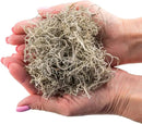 Premium Natural Spanish Moss | Natural Preserved - 20 Quart - Great Ground Cover - Filler for Potted Plants (4 Bags of 5 Quart) by GreenHaven Gardens