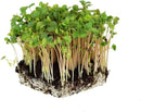 Buckwheat Seeds - 5 Lb ~60,000 Seeds - Organic, Non-GMO, Whole (Shell On) - Grow Buck Wheat Cover Crops, Microgreens, Lettuce by GreenHaven Gardens