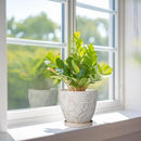 6 Inch Ceramic Plant Pot for Indoor Plants Outdoor Round Planter Flower Pot with Drainage Hole and Saucer for Home Garden Office Decor White by GreenHaven Gardens