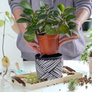 6 Inch Boho Planter Pots with Drainage Holes, 2 Pcs Terracotta Pots, Ceramic Plant Pots for Indoor Plants, Ferns, Vines, Succulents, and Outdoor Plants Growing, Gift for Plant Lovers（Black） by GreenHaven Gardens