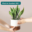vancasso Ceramic Pots for Plants, Plant Pots for Indoor Plants, 6.25+8.25+10.25 Inch Ceramic Planters, Flower Pots with Drainage Holes, Planters Pot for Indoor House Plant, Set of 3, Khaki by CozyNest Decor