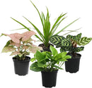 Essential Houseplant Collection (4PK) Live Plants Indoor Plants Live Houseplants in Plant Pots, Easy House Plants Indoors Live, Snake Plant, Pothos in Potting Soil, Clean Air Plants by Plants for Pets by GreenHaven Gardens
