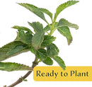 6 Dallas Red Lantana | Live Plants in 2.5-inch Nursery Cubes | Lantana Camara 'Dallas Red' Variety | Hardy Evergreen Perennial Shrub | Fiery Vibrant Blooms for Home & Garden by GreenHaven Gardens