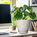 Ceramic Pots for Plants - 8 Inch Plant Pot with Drainage Hole and Saucer Large Planter Pot for Indoor Plants Outdoor Modern Flower Pot Home Decor White by CozyNest Decor
